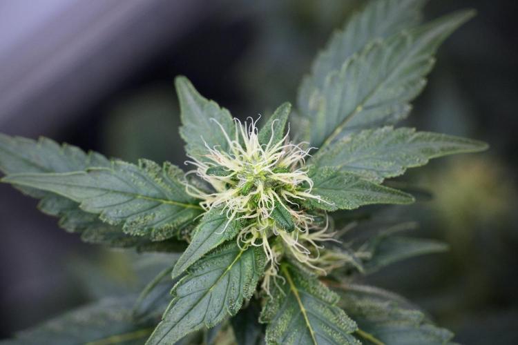 Pheno B God father OG By Zamnesia. Week 9 - Pheno B God father OG