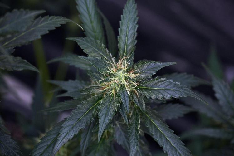 Pheno B God father OG By Zamnesia. Week 9 - Pheno B God father OG
