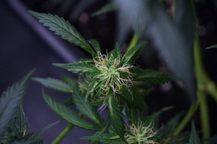 Pheno B God father OG By Zamnesia. Week 9 - Pheno B God father OG