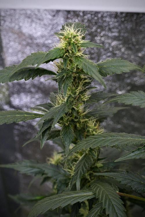 Pheno B God father OG By Zamnesia. Week 9 - Pheno B God father OG