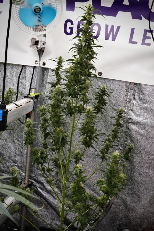 Pheno B God father OG By Zamnesia. Week 9 - Pheno B God father OG