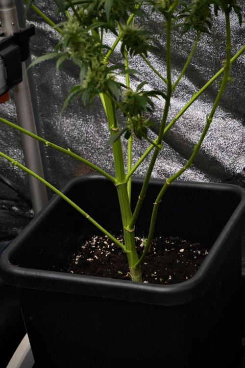 Pheno B God father OG By Zamnesia. Week 9 - Pheno B God father OG