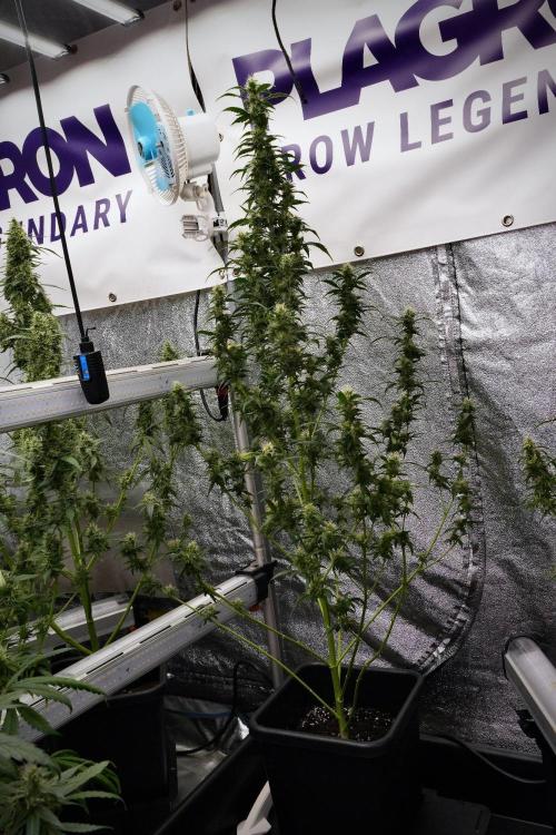 Pheno B God father OG By Zamnesia. Week 9 - Pheno B God father OG