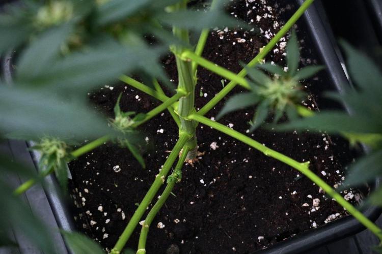 Pheno B God father OG By Zamnesia. Week 9 - Pheno B God father OG