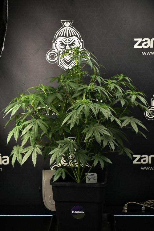 Passion Fruitz By Zamnesia. Week 9 - Passion Fruitz