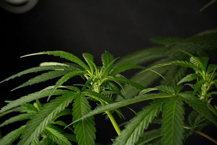 Passion Fruitz By Zamnesia. Week 9 - Passion Fruitz