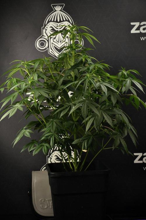 Passion Fruitz By Zamnesia. Week 9 - Passion Fruitz