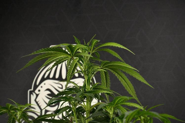 Passion Fruitz By Zamnesia. Week 9 - Passion Fruitz
