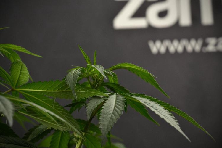Passion Fruitz By Zamnesia. Week 9 - Passion Fruitz