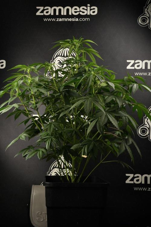 Passion Fruitz By Zamnesia. Week 9 - Passion Fruitz