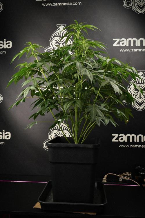 Passion Fruitz By Zamnesia. Week 9 - Passion Fruitz