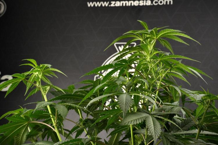 Passion Fruitz By Zamnesia. Week 9 - Passion Fruitz