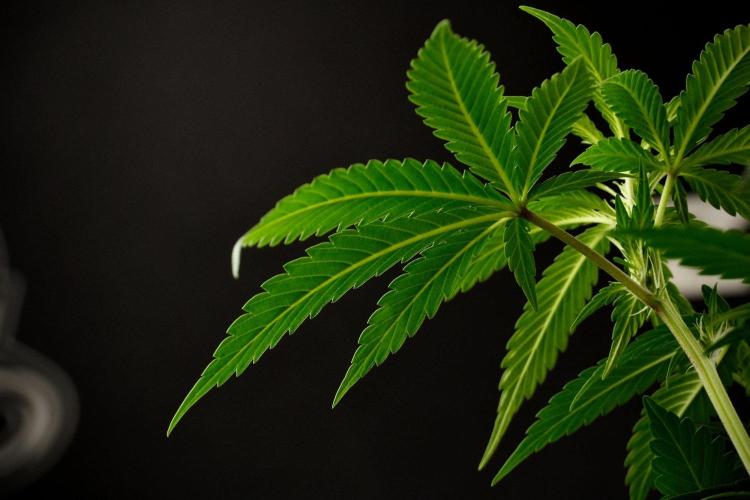Passion Fruitz By Zamnesia. Week 9 - Passion Fruitz