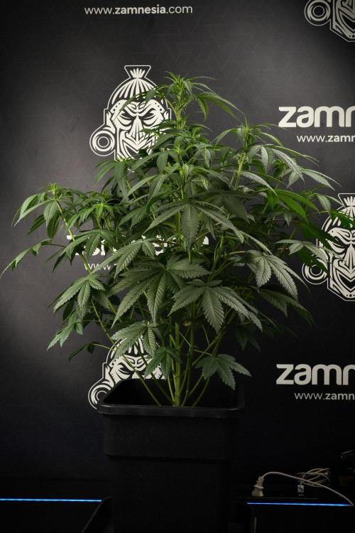 Passion Fruitz By Zamnesia. Week 9 - Passion Fruitz