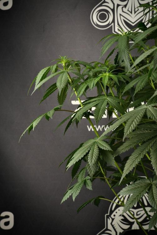 Passion Fruitz By Zamnesia. Week 9 - Passion Fruitz