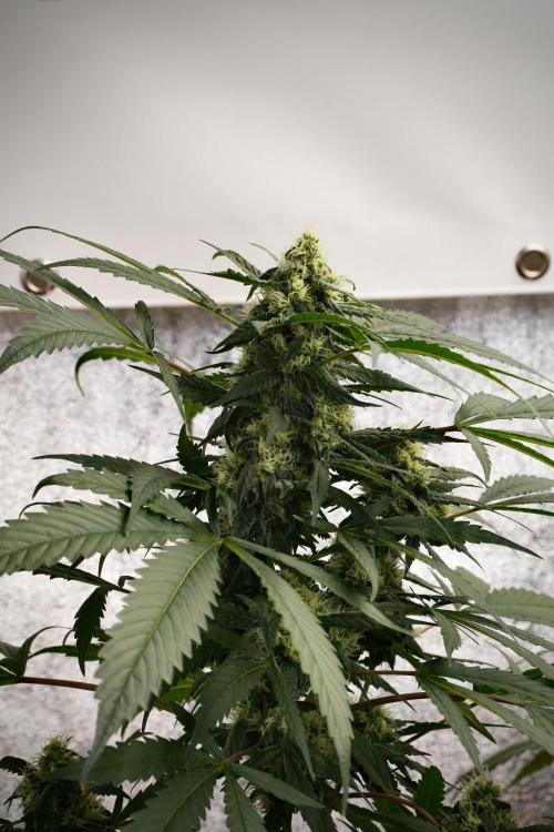 Purple Haze By Zamnesia Pheno A. Week 9 - Purple Haze Pheno A