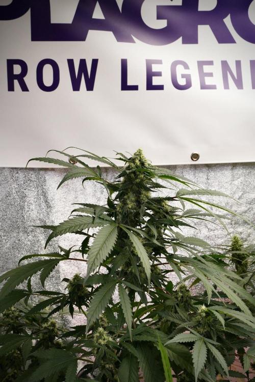 Purple Haze By Zamnesia Pheno A. Week 9 - Purple Haze Pheno A