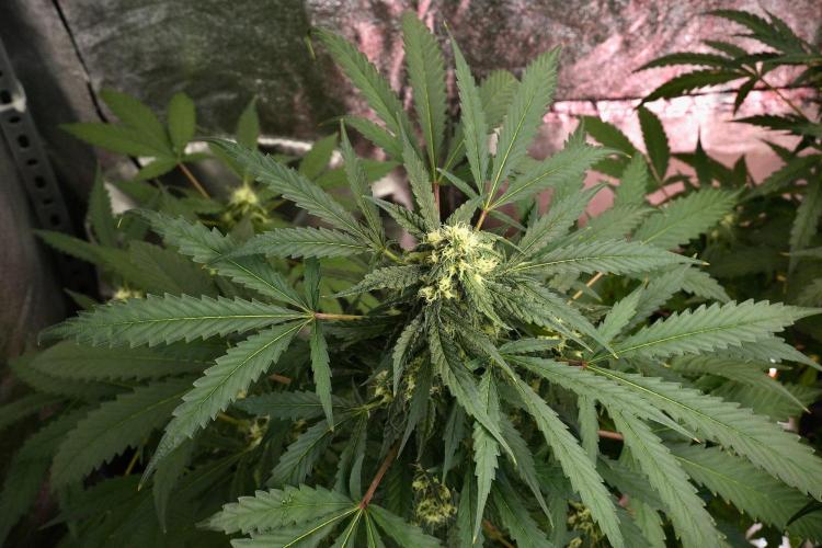Purple Haze By Zamnesia Pheno A. Week 9 - Purple Haze Pheno A