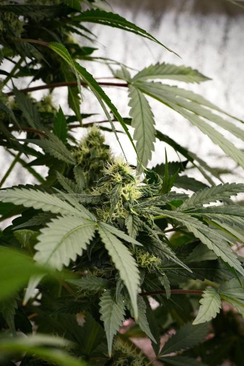 Purple Haze By Zamnesia Pheno A. Week 9 - Purple Haze Pheno A