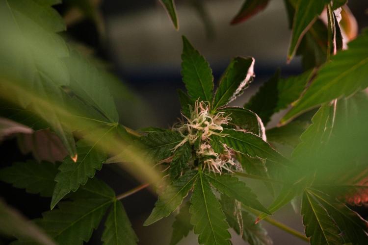 Purple Haze By Zamnesia Pheno A. Week 9 - Purple Haze Pheno A
