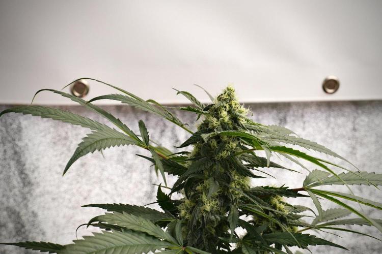 Purple Haze By Zamnesia Pheno A. Week 9 - Purple Haze Pheno A