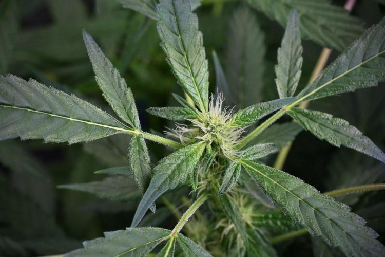 Pheno B Purple Haze By Zamnesia. Week 9 - Pheno B Purple Haze