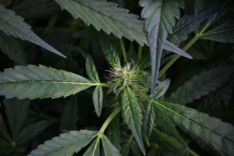 Pheno B Purple Haze By Zamnesia. Week 9 - Pheno B Purple Haze