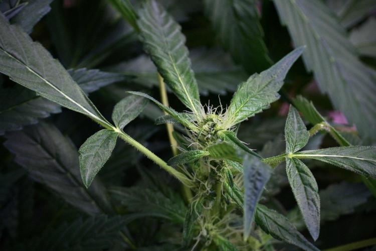 Pheno B Purple Haze By Zamnesia. Week 9 - Pheno B Purple Haze