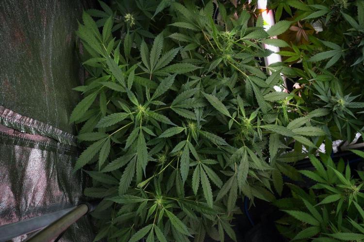 Pheno B Purple Haze By Zamnesia. Week 9 - Pheno B Purple Haze