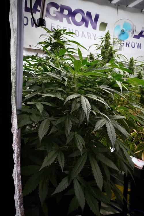 Pheno B Purple Haze By Zamnesia. Week 9 - Pheno B Purple Haze