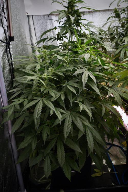 Pheno B Purple Haze By Zamnesia. Week 9 - Pheno B Purple Haze