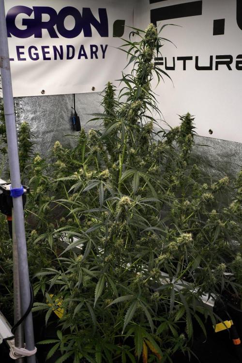 Amnesia Haze Auto by Zamnesia Pheno A. Week 9 - Amnesia Haze Auto  Pheno A