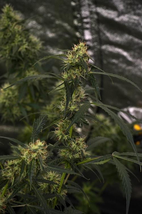 Amnesia Haze Auto by Zamnesia Pheno A. Week 9 - Amnesia Haze Auto  Pheno A