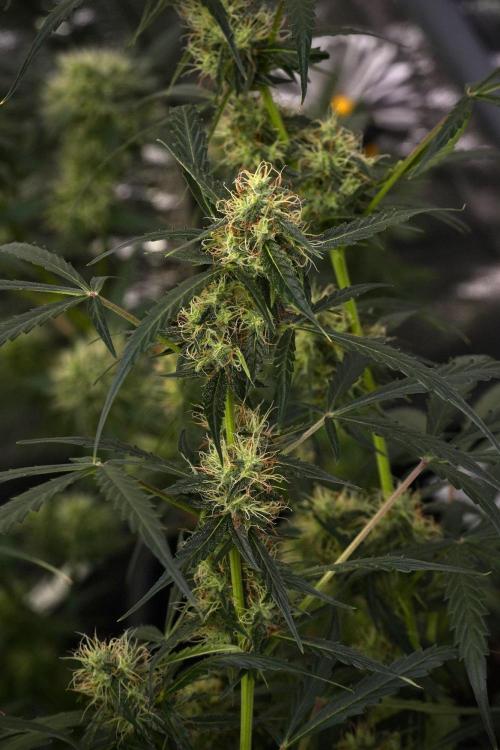 Amnesia Haze Auto by Zamnesia Pheno A. Week 9 - Amnesia Haze Auto  Pheno A
