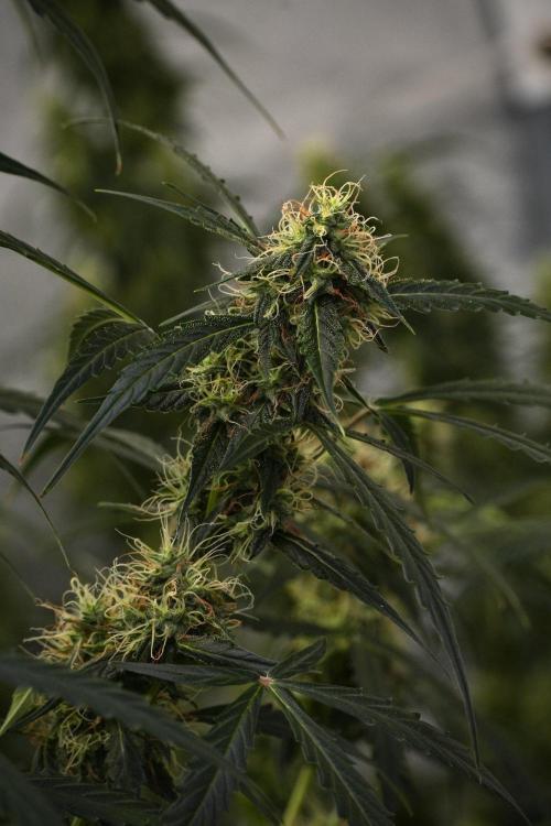 Amnesia Haze Auto by Zamnesia Pheno A. Week 9 - Amnesia Haze Auto  Pheno A