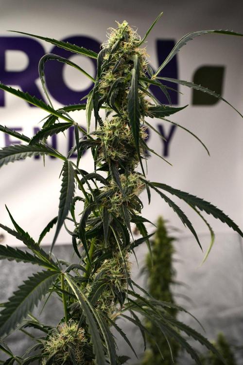 Amnesia Haze Auto by Zamnesia Pheno A. Week 9 - Amnesia Haze Auto  Pheno A