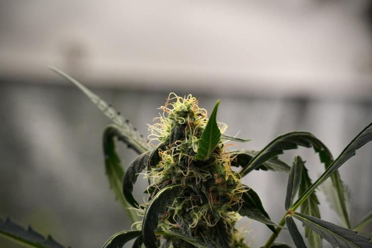 Amnesia Haze Auto by Zamnesia Pheno A. Week 9 - Amnesia Haze Auto  Pheno A