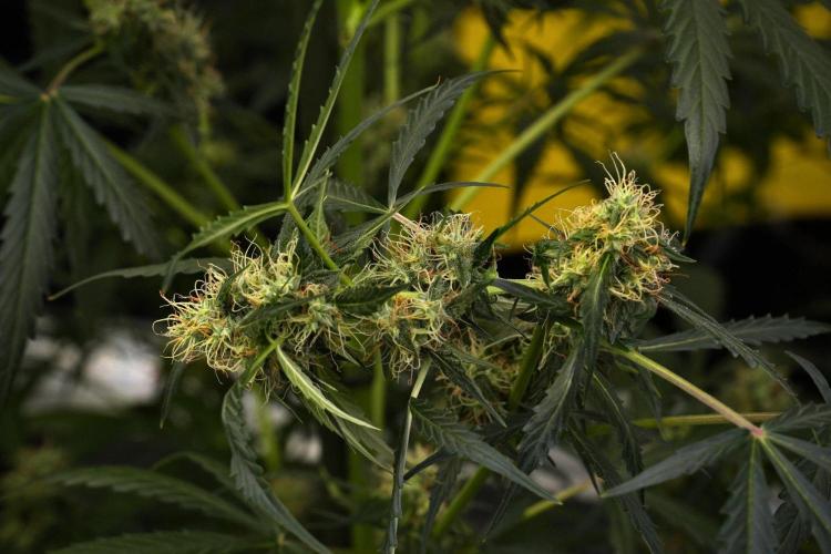 Amnesia Haze Auto by Zamnesia Pheno A. Week 9 - Amnesia Haze Auto  Pheno A
