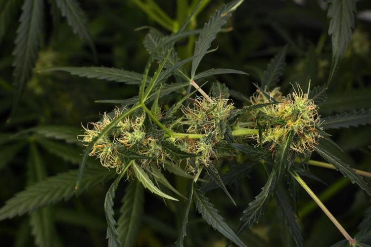 Amnesia Haze Auto by Zamnesia Pheno A. Week 9 - Amnesia Haze Auto  Pheno A