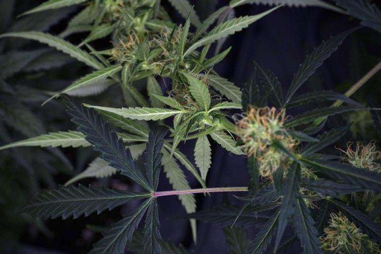 Amnesia Haze Auto by Zamnesia Pheno A. Week 9 - Amnesia Haze Auto  Pheno A