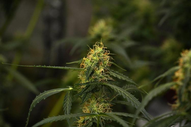 Amnesia Haze Auto by Zamnesia Pheno A. Week 9 - Amnesia Haze Auto  Pheno A
