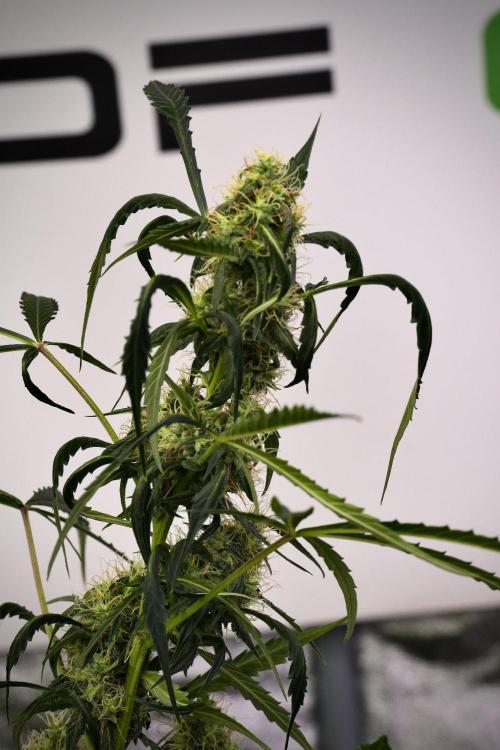 Amnesia Haze Auto by Zamnesia Pheno A. Week 9 - Amnesia Haze Auto  Pheno A