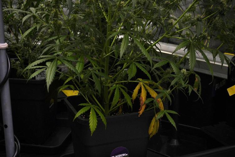 Amnesia Haze Auto by Zamnesia Pheno A. Week 9 - Amnesia Haze Auto  Pheno A