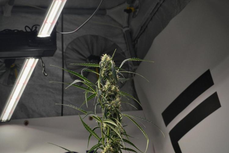 Amnesia Haze Auto by Zamnesia Pheno A. Week 9 - Amnesia Haze Auto  Pheno A