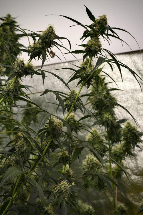 Amnesia Haze Auto by Zamnesia Pheno A. Week 9 - Amnesia Haze Auto  Pheno A