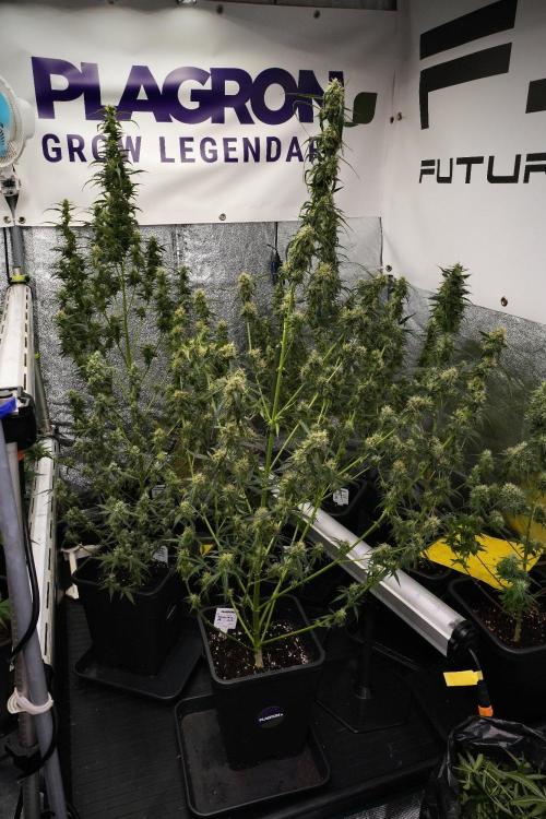 Amnesia Haze Auto by Zamnesia Pheno A. Week 9 - Amnesia Haze Auto  Pheno A