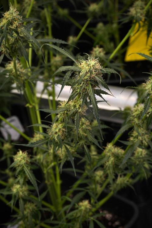 Amnesia Haze Auto by Zamnesia Pheno A. Week 9 - Amnesia Haze Auto  Pheno A