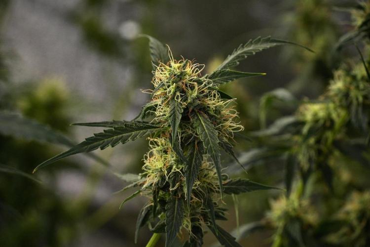 Amnesia Haze Auto by Zamnesia Pheno A. Week 9 - Amnesia Haze Auto  Pheno A