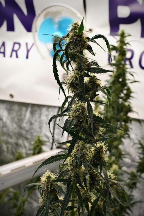 Amnesia Haze Auto by Zamnesia Pheno A. Week 9 - Amnesia Haze Auto  Pheno A