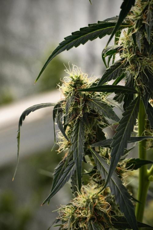 Amnesia Haze Auto by Zamnesia Pheno A. Week 9 - Amnesia Haze Auto  Pheno A